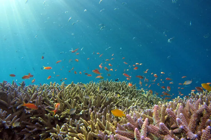 Underwater scene showcasing vibrant coral reefs teeming with colorful fish swimming gracefully, illuminated by sunlight streaming through the clear blue water.