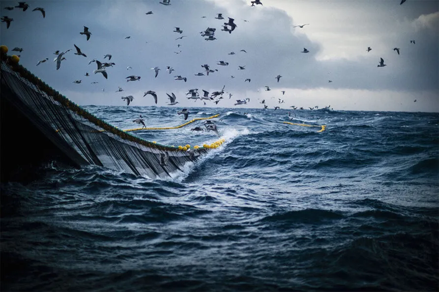 Fishing net, open sea, seagulls
